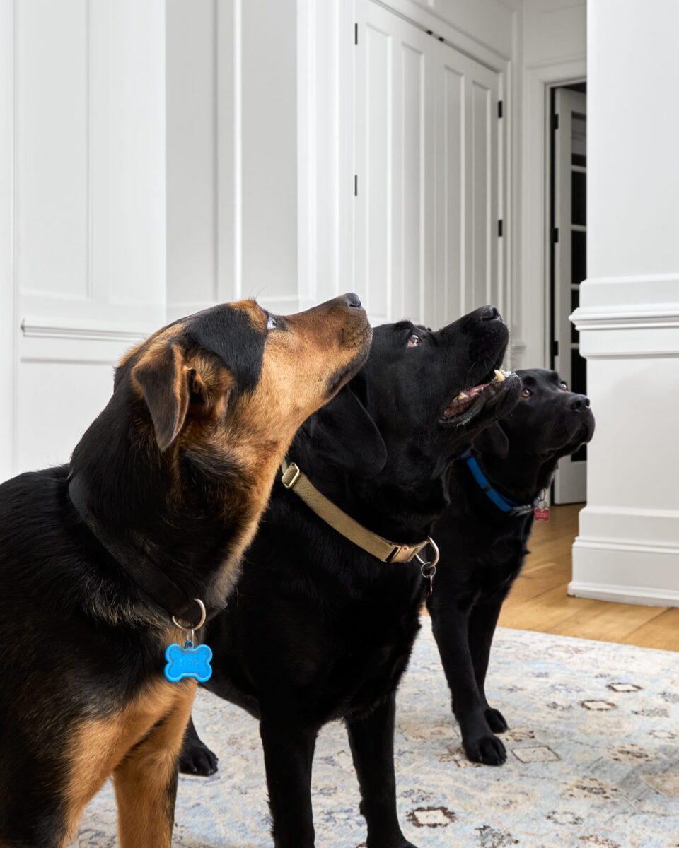 Three dogs, two black and one brown and black, stand indoors on a rug, all looking intently in the same upward direction. White paneled walls and doors are in the background.